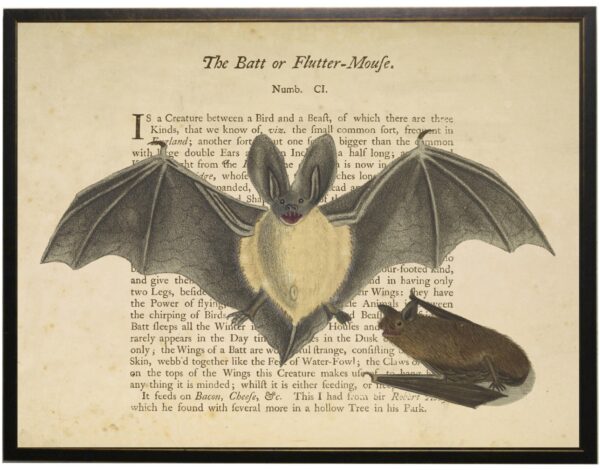 Vintage bat bookplate with definition