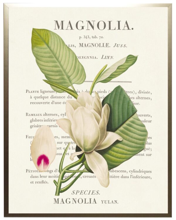 Magnolia flower on book plate definition