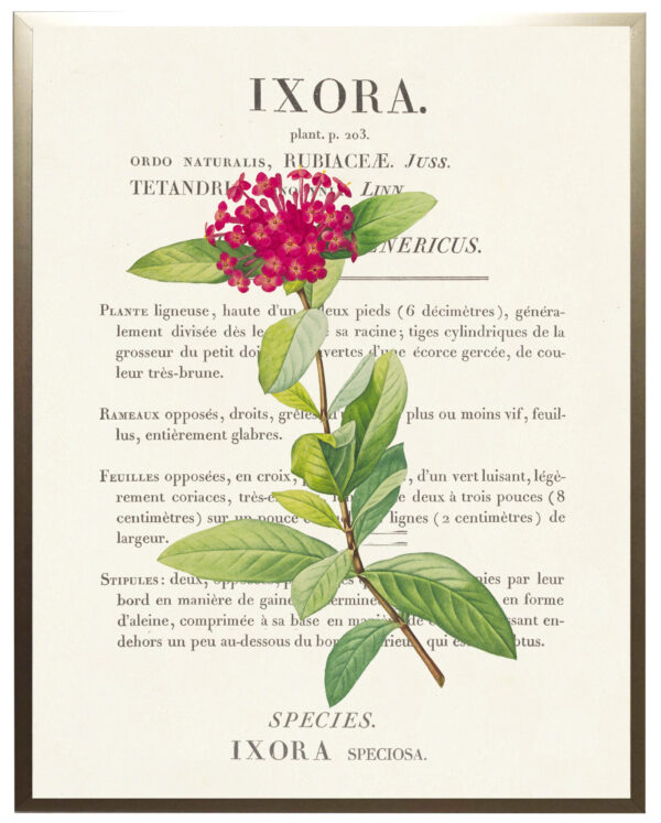 Ixora flower on book plate definition