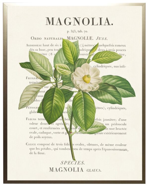 Magnolia flower on book plate definition