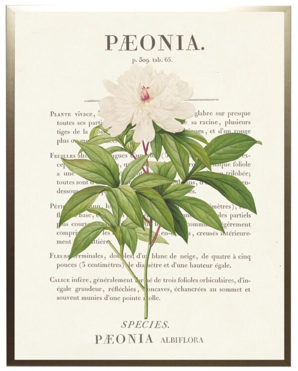 Peony flower on book plate definition
