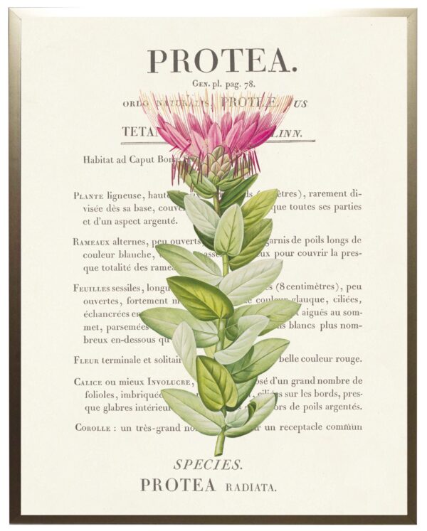 Protea flower on book plate definition