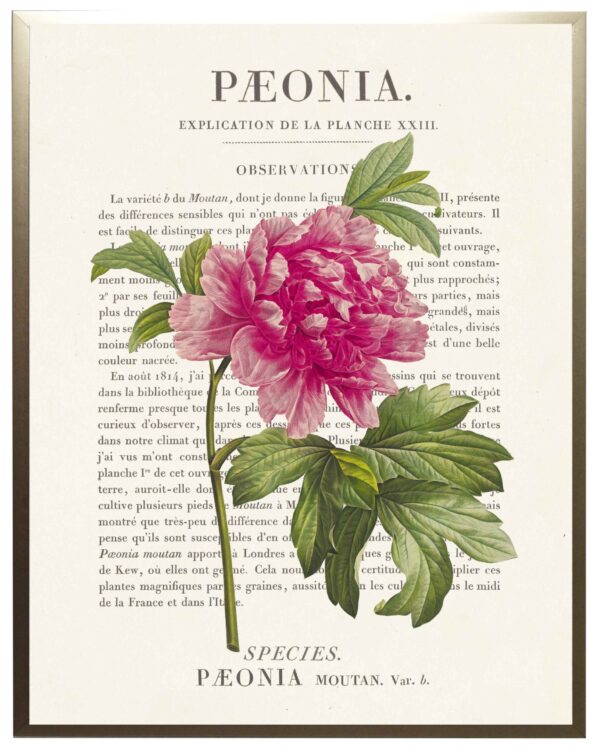 Peony flower on book plate definition