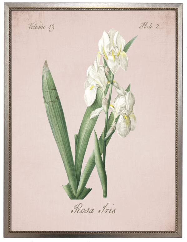 White Iris on pink background