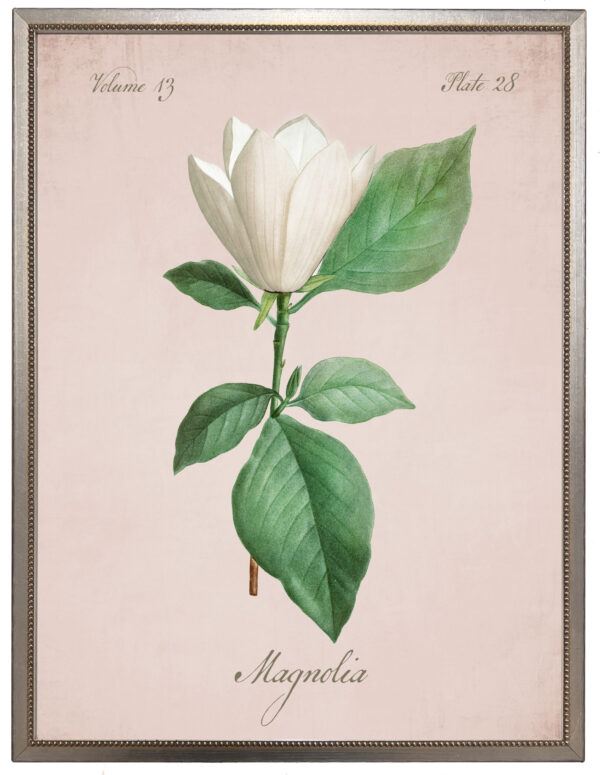 White Magnolia on pink background