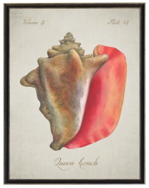 Watercolor painting of a queen conch shell