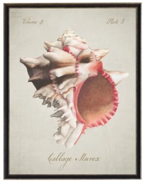 Watercolor painting of a cabbage murex shell