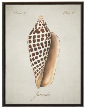 Watercolor painting of a junonia shell