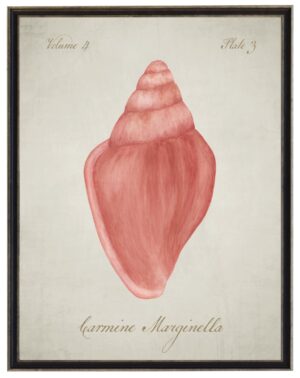 Watercolor painting of a carmine marginella shell