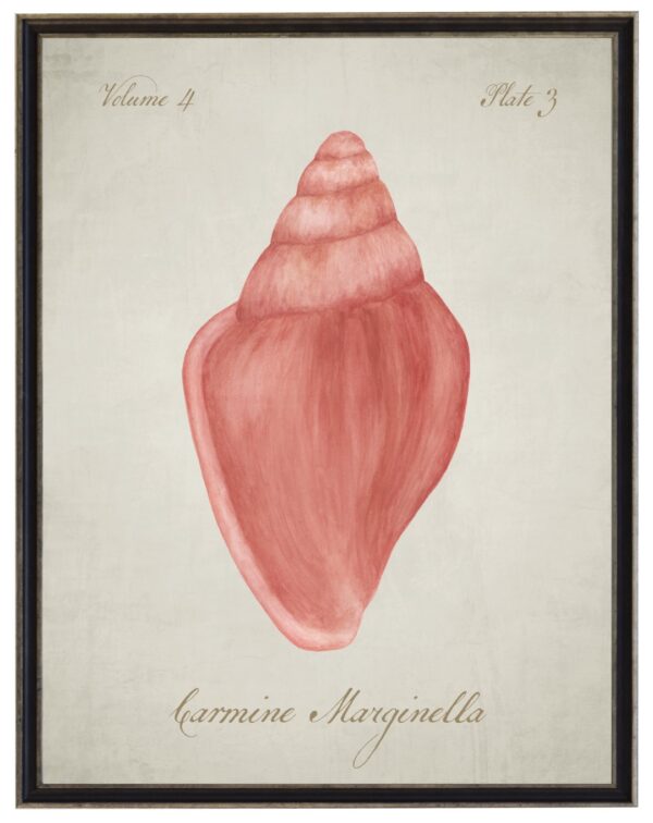 Watercolor painting of a carmine marginella shell