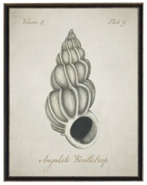 Watercolor painting of a angulate wentletrap shell