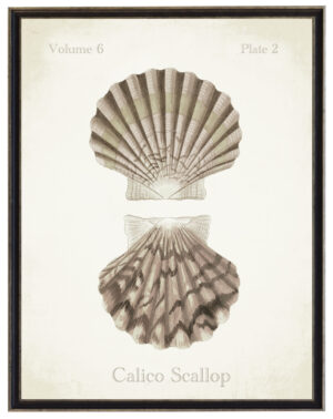 Vintage bookplate of calico scallop shells on a distressed background