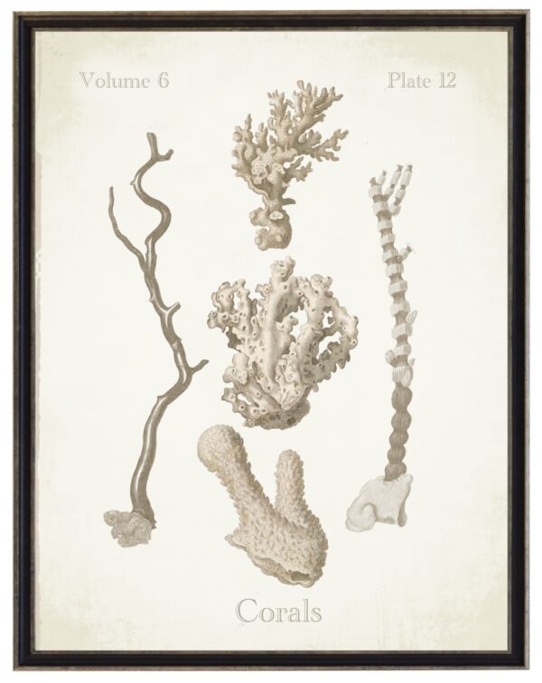 Vintage bookplate of corals on a distressed background