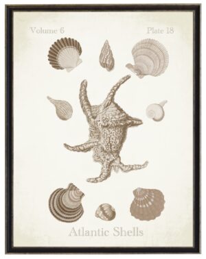 Vintage bookplate of Atlantic shells on a distressed background