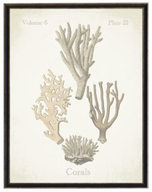 Vintage bookplate of corals on a distressed background