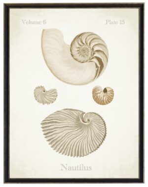 Vintage bookplate of nautilus shells on a distressed background