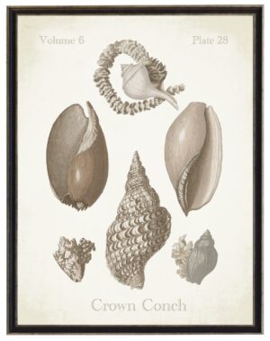 Vintage bookplate of a cronch conch shell on a distressed background