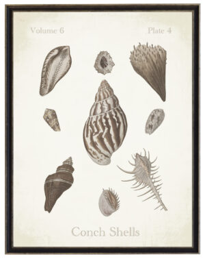 Vintage bookplate of conch shells on a distressed background