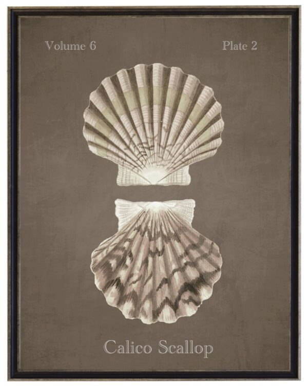 Vintage bookplate of calico scallop shells on a distressed brown background