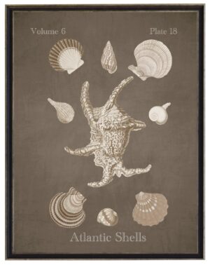 Vintage bookplate of Atlantic shells on a distressed brown background