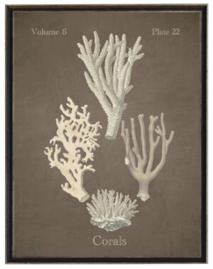 Vintage bookplate of corals on a distressed brown background