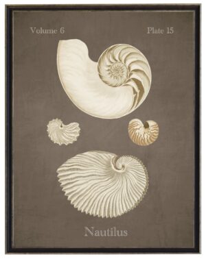 Vintage bookplate of nautilus shells on a distressed brown background