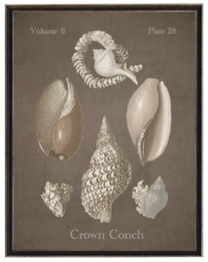 Vintage bookplate of a cronch conch shell on a distressed brown background