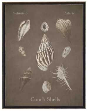 Vintage bookplate of conch shells on a distressed brown background