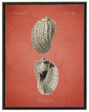 Vintage bookplate of limpet shells on a distressed coral background
