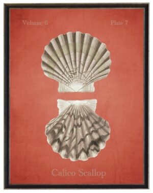 Vintage bookplate of calico scallop shells on a distressed coral background