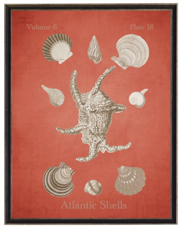 Vintage bookplate of Atlantic shells on a distressed coral background