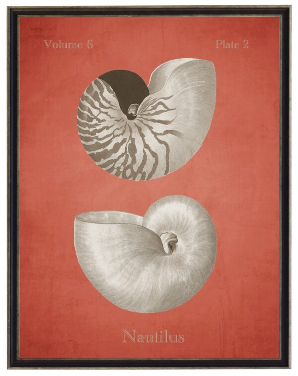 Vintage bookplate of nautilus shells on a distressed coral background