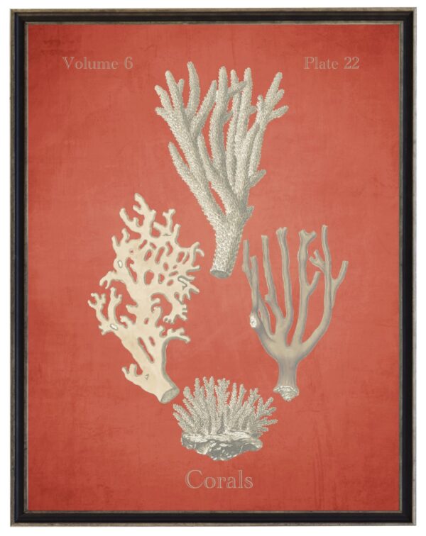 Vintage bookplate of corals on a distressed coral background