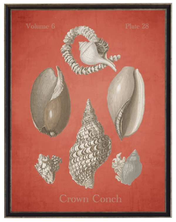 Vintage bookplate of a cronch conch shell on a distressed coral background