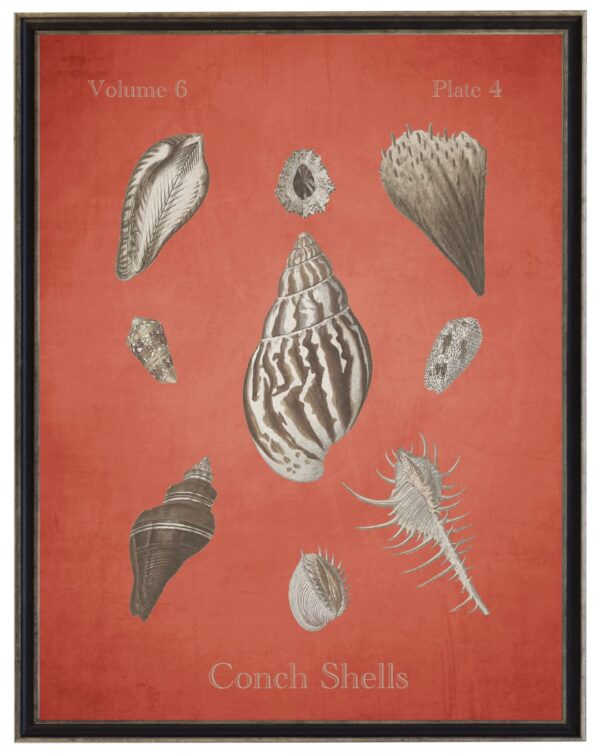 Vintage bookplate of conch shells on a distressed coral background