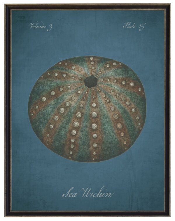 Watercolor sea urchin on a dark blue distressed background