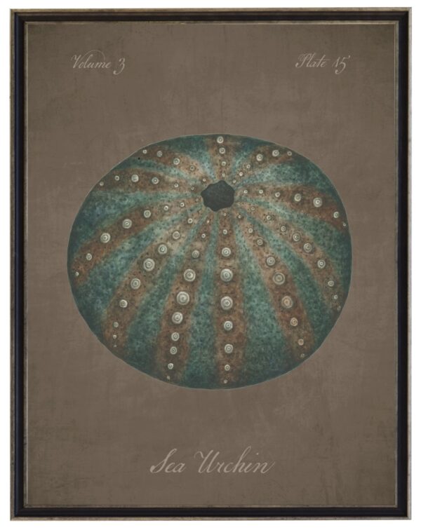 Watercolor sea urchin on a dark brown distressed background