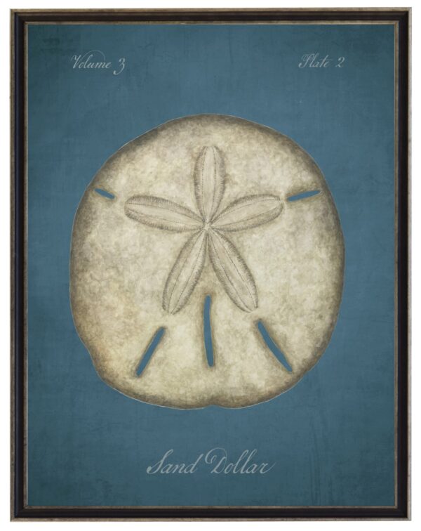 Watercolor sand dollar on a dark blue distressed background