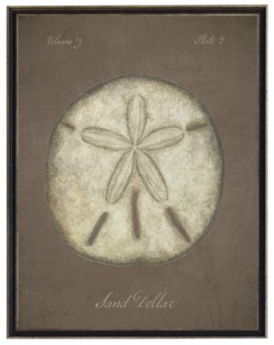 Watercolor sand dollar on a dark brown distressed background