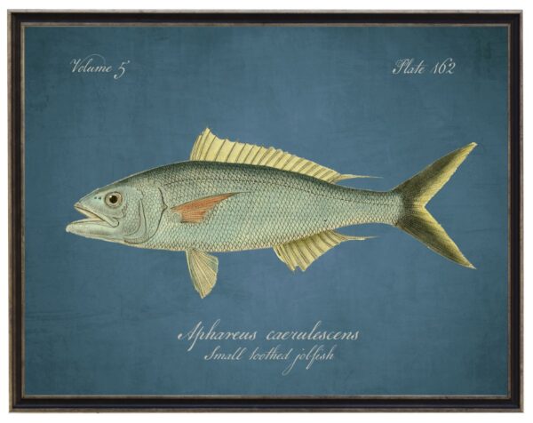 Vintage bookplate of a jobfish on a distressed blue background