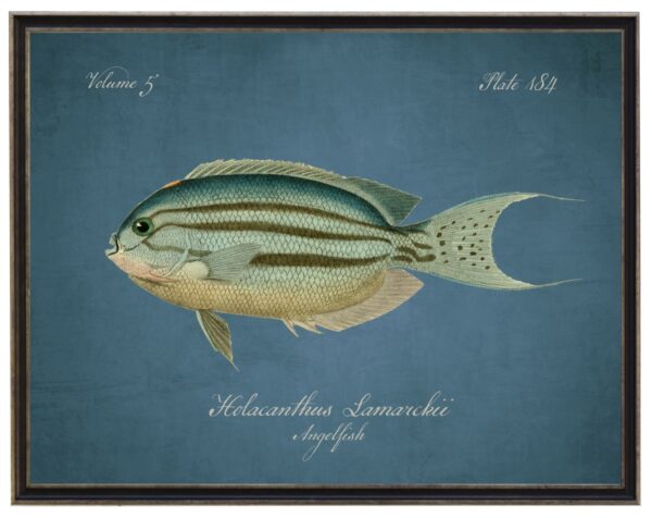 Vintage bookplate of a angelfish on a distressed blue background