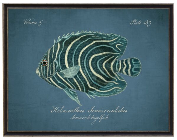 Vintage bookplate of a semicircle angelfish on a distressed blue background