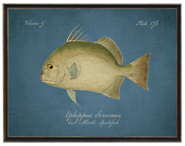 Vintage bookplate of a spadefish on a distressed blue background