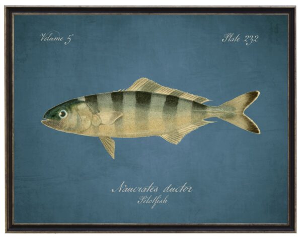 Vintage bookplate of a pilotfish on a distressed blue background