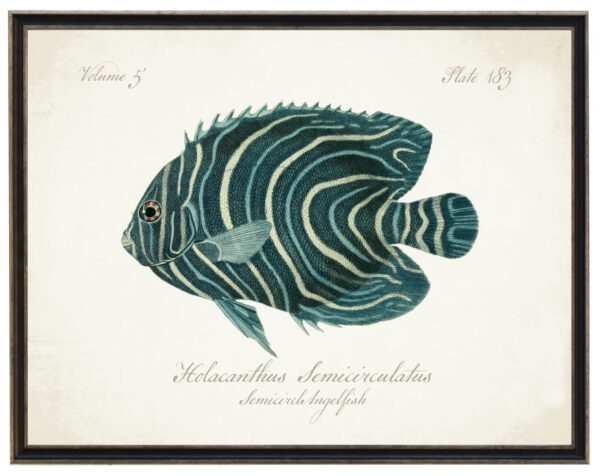 Vintage bookplate of a semicircle angelfish on a distressed natural background