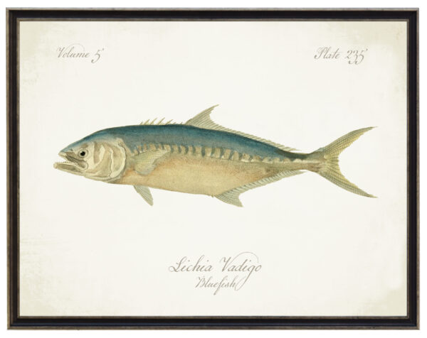 Vintage bookplate of a bluefish on a distressed natural background