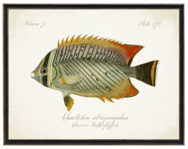 Vintage bookplate of a butterflyfish on a distressed natural background
