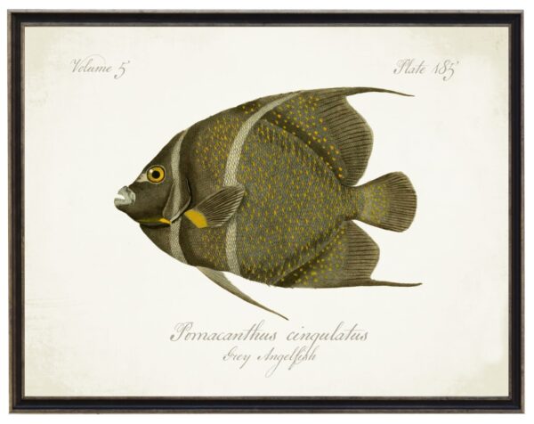 Vintage bookplate of a grey angelfish on a distressed natural background