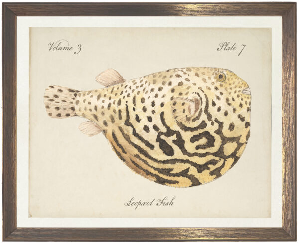 Vintage bookplate of a leopard fish on a distressed natural background