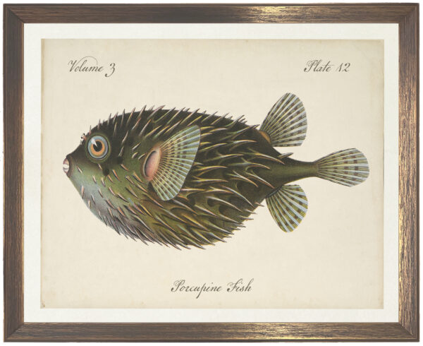 Vintage bookplate of a porcupine fish on a distressed natural background